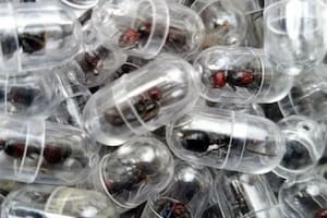 Las hormigas encontradas por las autoridades