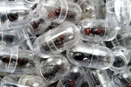 Las hormigas encontradas por las autoridades