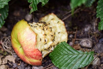 Las hormigas obreras buscan alimento para las "esclavistas".
