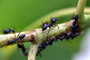 Las hormigas prosperan en los jardines por multitud de factores que pueden pasar desapercibidos por el ojo humano