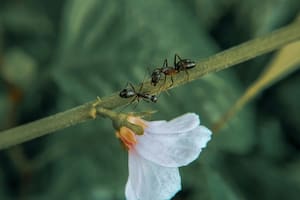 Las hormigas pueden causar daños importantes tanto en el jardín como en diferentes áreas de la vivienda