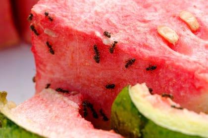 Las hormigas se sienten atraídas por las fuentes de alimento y agua en interiores