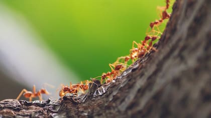 Las hormigas, según el biólogo, toman acciones para protegerse de los cambios del tiempo