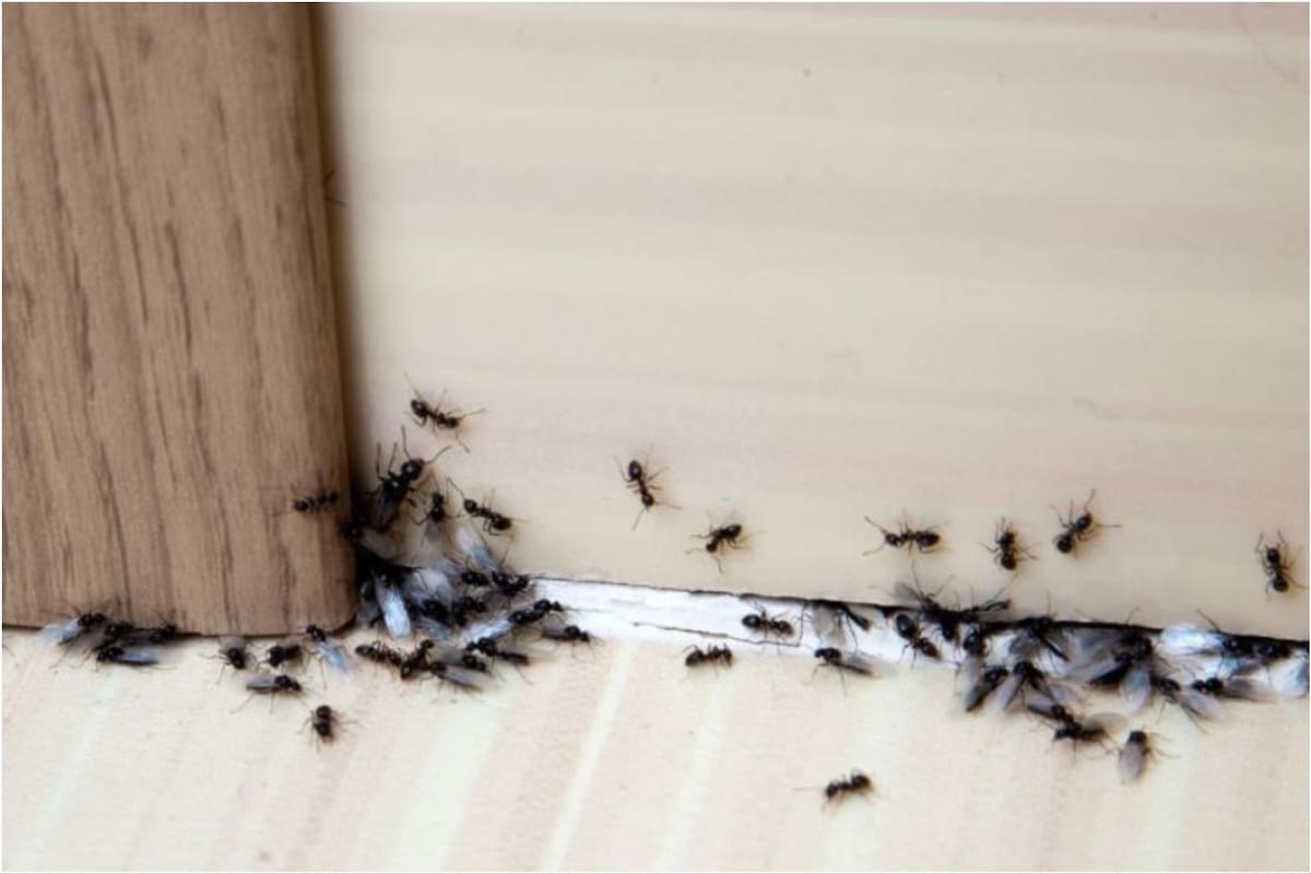 Las hormigas suelen entrar a las casas mediante las fisuras de una puerta o ventana