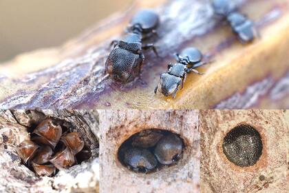 Las hormigas tortuga usan las cabezas de sus soldados para obturar los túneles que usan como hormiguero, y que hicieron otros insectos