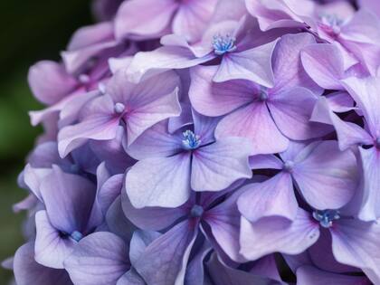 Las hortensias y las camelias prosperan en suelos ligeramente ácidos