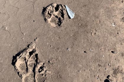Las huellas que dejaron los animales en los campos