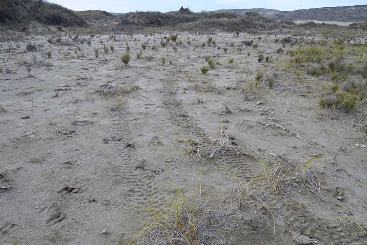 Las huellas que dejaron los vehículos que ingresaron a la reserva