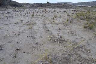 Península Valdés: aseguran que se puso en riesgo un yacimiento arqueológico