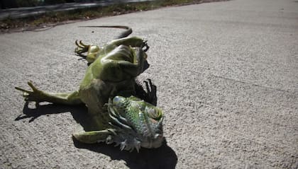 Las iguanas comenzaron a caer de los ármboles por las bajas temperaturas en Florida