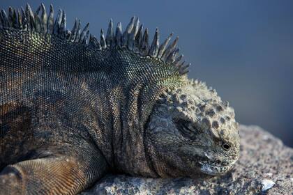 Las iguanas están en peligro de extinción