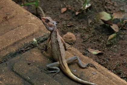 Las iguanas que habitan en Florida tienen un peculiar mecanismo para resistir las bajas temperaturas