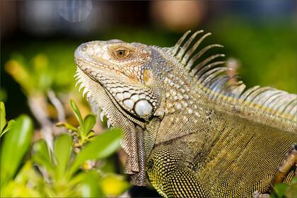 Las iguanas que no fueron transferidas al cuidado de especialistas fueron sacrificadas por personal capacitado de la FWC