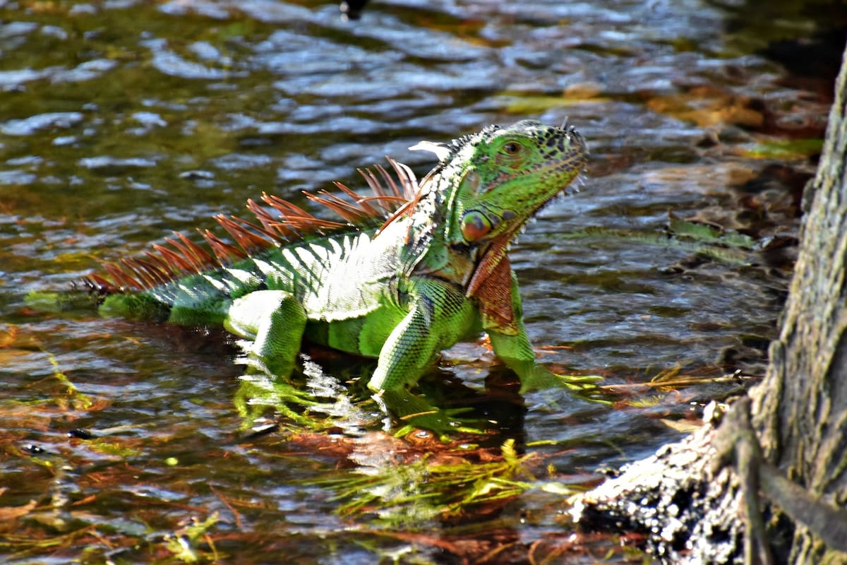 Las iguanas son parte del paisaje en Florida y algunas personas se preocupan al verlas inmóviles