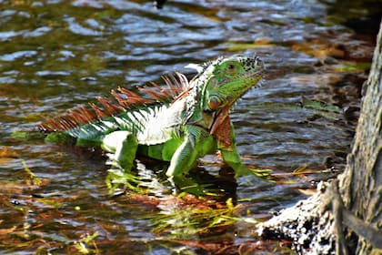 Las iguanas son parte del paisaje en Florida y algunas personas se preocupan al verlas inmóviles