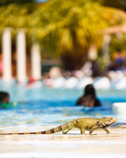Las iguanas suelen ser inofensivas, pero se han registrado casos de agresiones en contra de personas