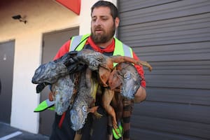 Las iguanas verdes son especies invasoras en Florida y caen congeladas de los árboles por el frío