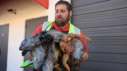 Las iguanas verdes son especies invasoras en Florida y caen congeladas de los árboles por el frío