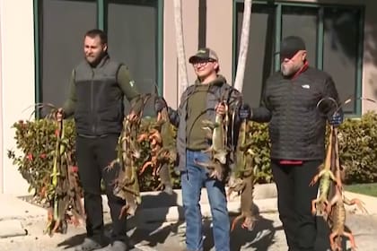 Las iguanas verdes son reptiles de sangre fría e invasores en Florida