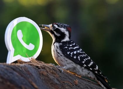 Las imágenes alusivas al "modo pájaro carpintero" pueden generarse a través de asistentes de inteligencia artificial