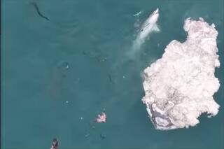 Un video de hasta seis tiburones devorando una ballena genera alerta en una playa de California