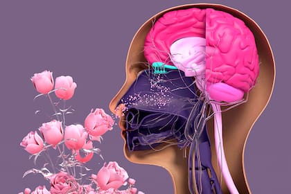Las imágenes cerebrales mostraron que el cerebro comenzaba a activarse cuando las personas veían cosas vinculadas con olores