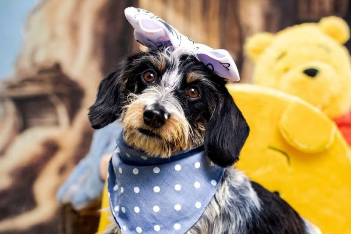 Las imágenes de esta perrita se volvieron virales en poco tiempo