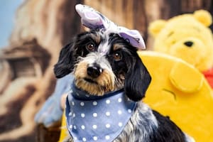 Las imágenes de esta perrita se volvieron virales en poco tiempo
