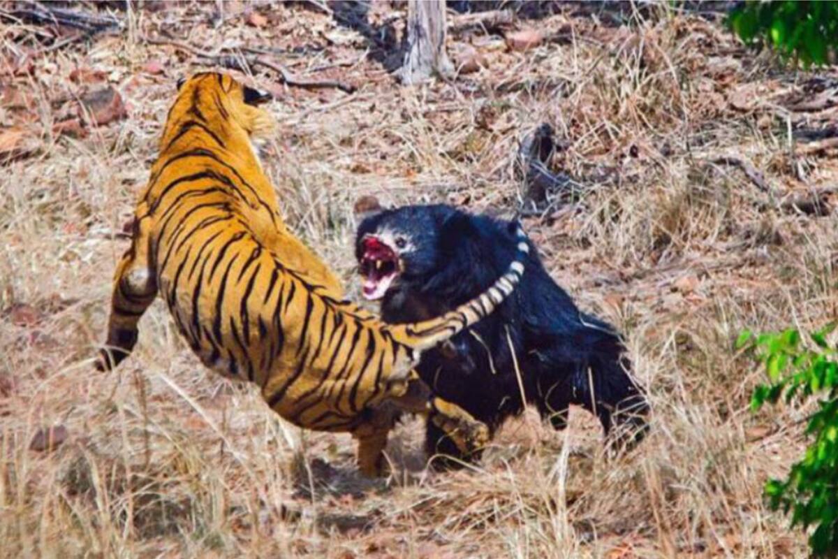 Las imágenes de la brutal pelea entre un tigre de Bengala y un oso impactó a todos
