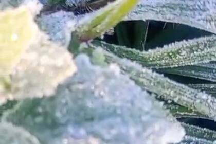 Las imágenes de las heladas en Salazar, provincia de Buenos Aires