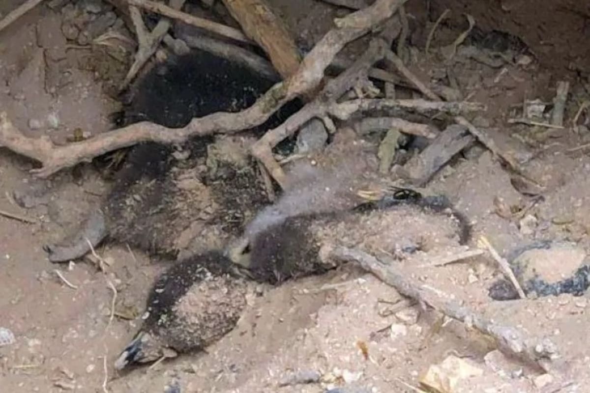 Las imágenes de pichones muertos que registró Borboroglu