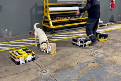 Las imágenes de un hallazgo de fentalino en el aeropuerto de Ezeiza