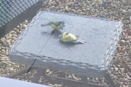 Las imágenes de un herrerillo azul intentando ayudar a otro se viralizaron rápidamente en las redes