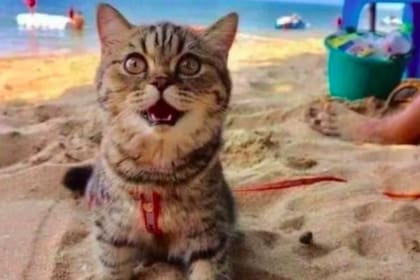 Las imágenes de una gatita que sale riéndose en las fotos se convirtieron en viral por la alegría que transmite