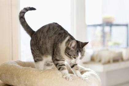 Las imágenes del gato fueron reproducidas por una cuenta de TikTok