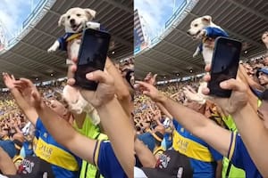 Las imágenes del “perro xeneize” que se volvió viral tras ir a la cancha a alentar a Boca Juniors