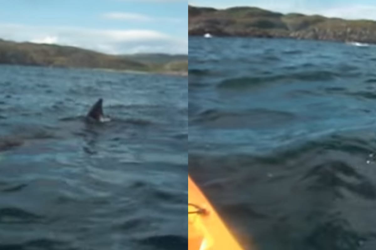 Las imágenes del supuesto tiburón blanco que fue avistado en Gran Bretaña en 2012