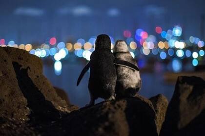 Las imágenes fueron captadas en las costas de Melbourne y recorrieron el mundo por su dulzura