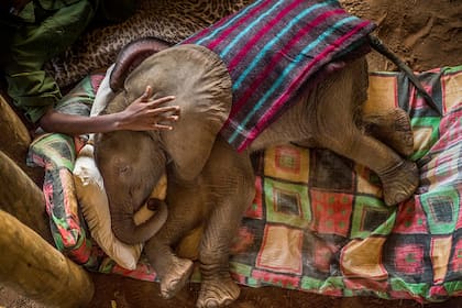 Primer premio, Ami Vitale para National Geographic, en la categoría Historias de la Naturaleza; un elefante bebé rescatado en el Reteti Elephant Sanctuary, en el norte de Kenia, el 29 de septiembre de 2016