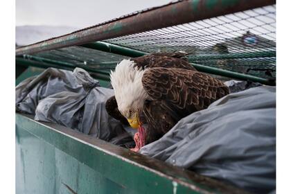 Corey Arnold, ganador del primer premio en la categoría Naturaleza, Individual; un águila calva saborea restos de carne en los contenedores de basura de un supermercado en Harbor, Alaska