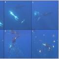 Así hacen "explotar" las orcas a uno de los peces más grandes del mundo
