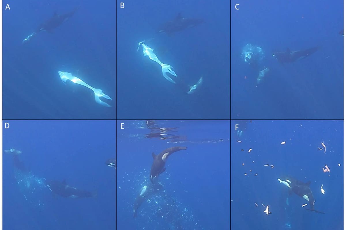 Las imágenes muestran cómo varias orcas participan de manera coordinada en la caza. Tras la embestida, el pez luna se desintegra en numerosos fragmentos que luego son consumidos por el grupo