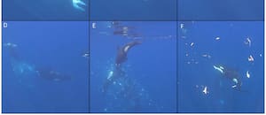 Así hacen "explotar" las orcas a uno de los peces más grandes del mundo