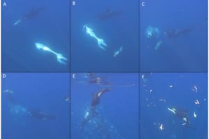 Así las orcas hacen "explotar" a uno de los peces más grandes del mundo