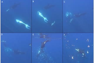 Así hacen "explotar" las orcas a uno de los peces más grandes del mundo