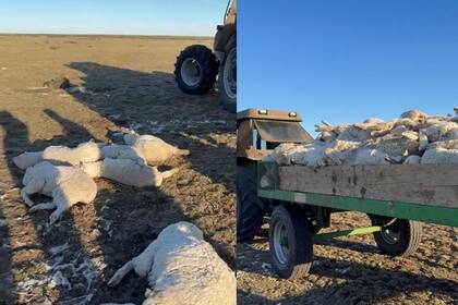 Las imágenes se hicieron virales en las redes sociales de CRA