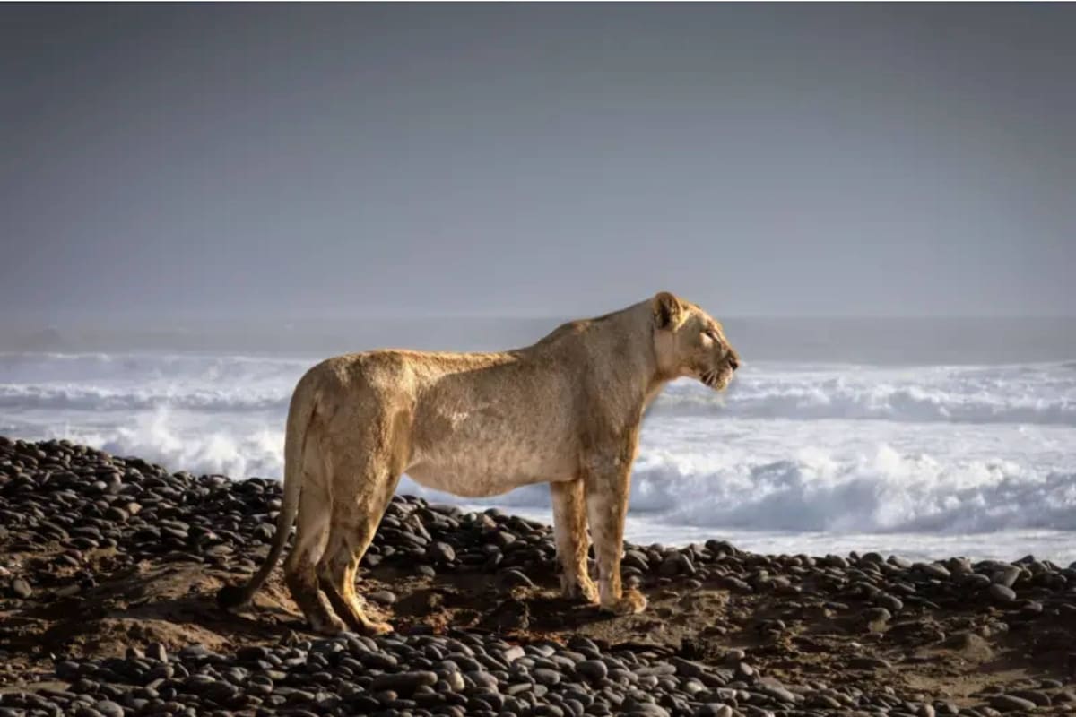 Las inéditas imágenes que muestran a los leones que abandonan el desierto para cazar en la playa.