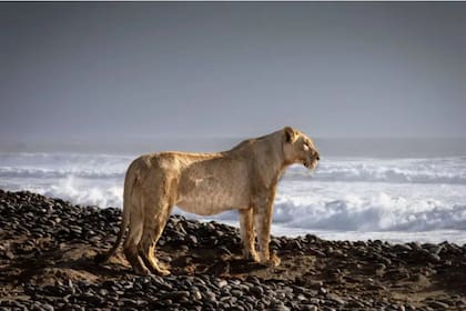 Las inéditas imágenes que muestran a los leones que abandonan el desierto para cazar en la playa.