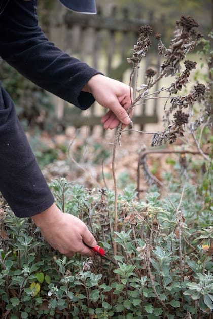 Las inflorescencias secas prolongan el interés del jardín mucho después de que termina la floración