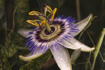 Las infusiones de pasiflora ayudarían a combatir el estrés (Foto Pexels)